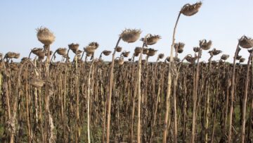 slanchogled agri