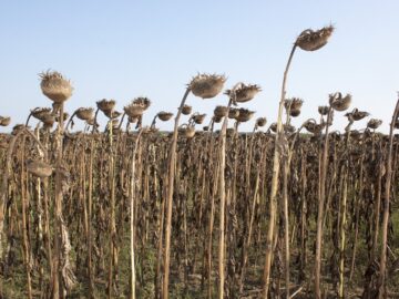 slanchogled agri