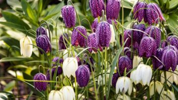 Fritilariite proletni lukovitsi