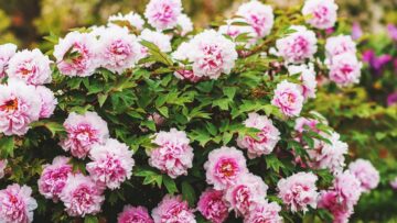 Beautiful pink peonies blooming in spring garden
