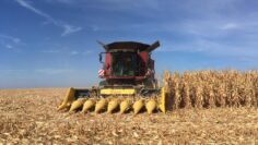 corn agri