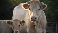 cows-4423003_1280