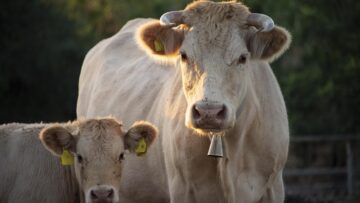 cows-4423003_1280