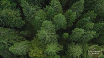 foresthealth