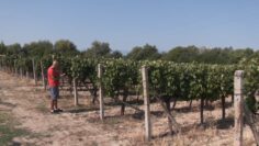 grapewine-produce