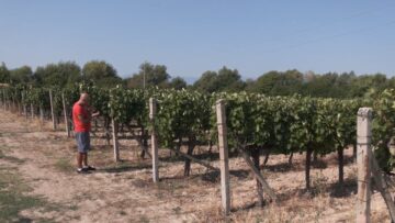 grapewine-produce
