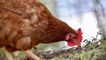 hens-5018093_1280