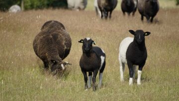 lambs-7429768_1280