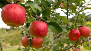 Apple farm garden