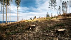 cut forest