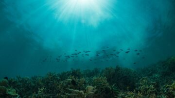 sun rays on a coral reef with small fishes