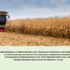 combine harvester working in a corn field during harvest
