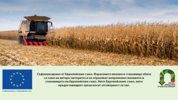 combine harvester working in a corn field during harvest