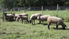 ovce agrotv dvor