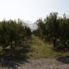 ovoshki agrotv zemedelie