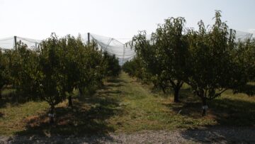 ovoshki agrotv zemedelie