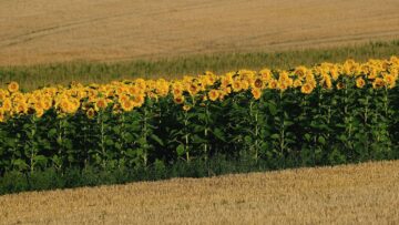 sunflowers-8180147_1280