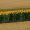 sunflowers-8180147_1280