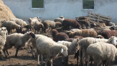 agroforum