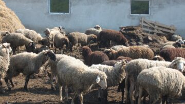 agroforum