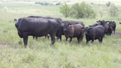 agroforum agrotv