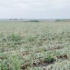 agroprognoza luk