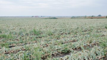 agroprognoza luk