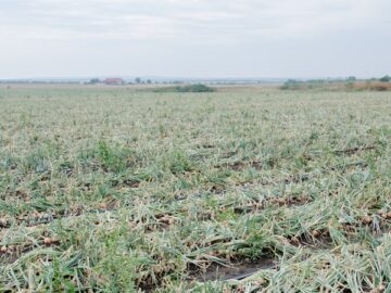 agroprognoza luk