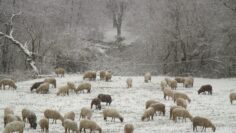 agrotv ovce zemedelie