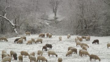 agrotv ovce zemedelie