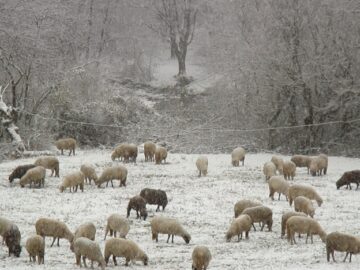 agrotv ovce zemedelie