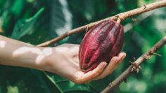 Cacao Tree (Theobroma cacao). Organic cocoa fruit pods in nature