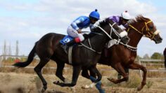 konete agrotv hipodrum