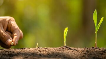 Farmer’s hand planting seeds of corn tree in soil. Agriculture, Growing or environment concept