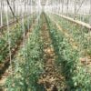 oranjeria agrotv