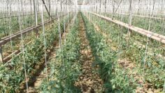 oranjeria agrotv