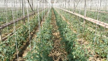oranjeria agrotv