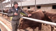 yane yanev zhivotnavad politik