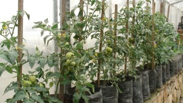 domati zemedelie agronovini