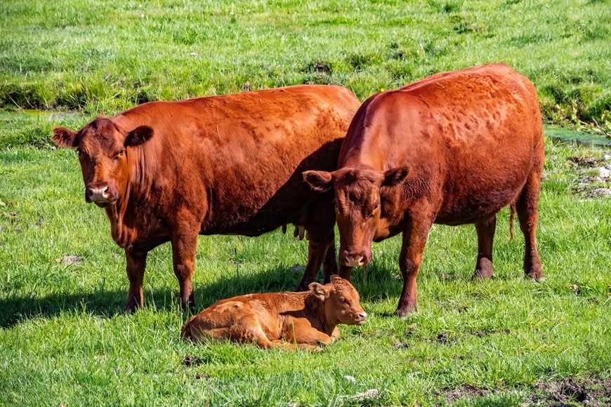 BioAngus на 2 години: когато доверието се отглежда, а качеството има произход