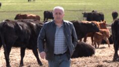 Mehmed Besoolu zhivotnovad