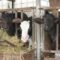 Централна емисия новини на АГРО ТВ – 02.03.2026 г.
