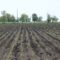 agroprognoza agribg