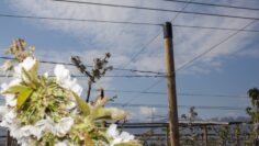 agroprognoza ovoshki