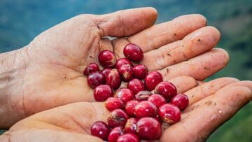 coffe on tree in Colombia