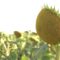 nufarmseeds