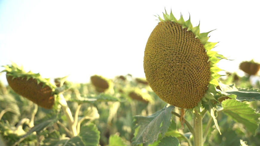 Ани Димитрова, NuFarm Seeds: Кампания 2026 посрещаме с повече оптимизъм и по-високи очаквания