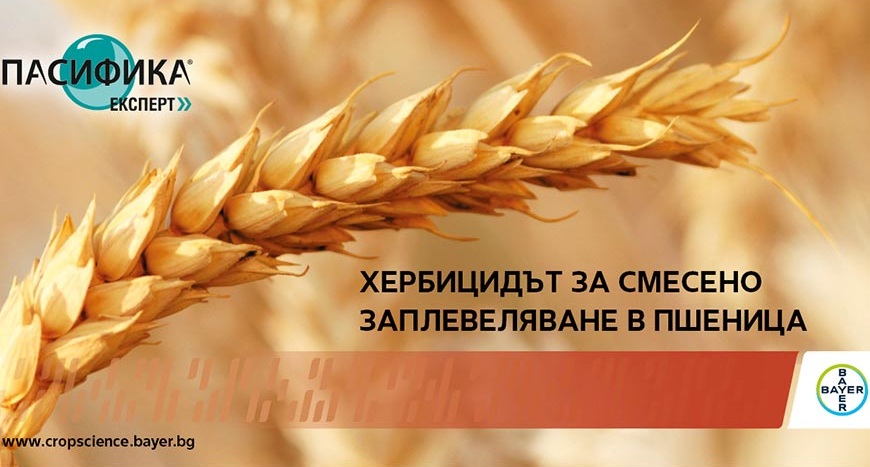 Пасифика® Експерт – Вашето решение за контрол на цилиндричното диво жито!