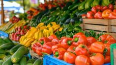 plodove i zelenchutsi agrotv