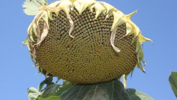 slanchogled zemedelie agronovini